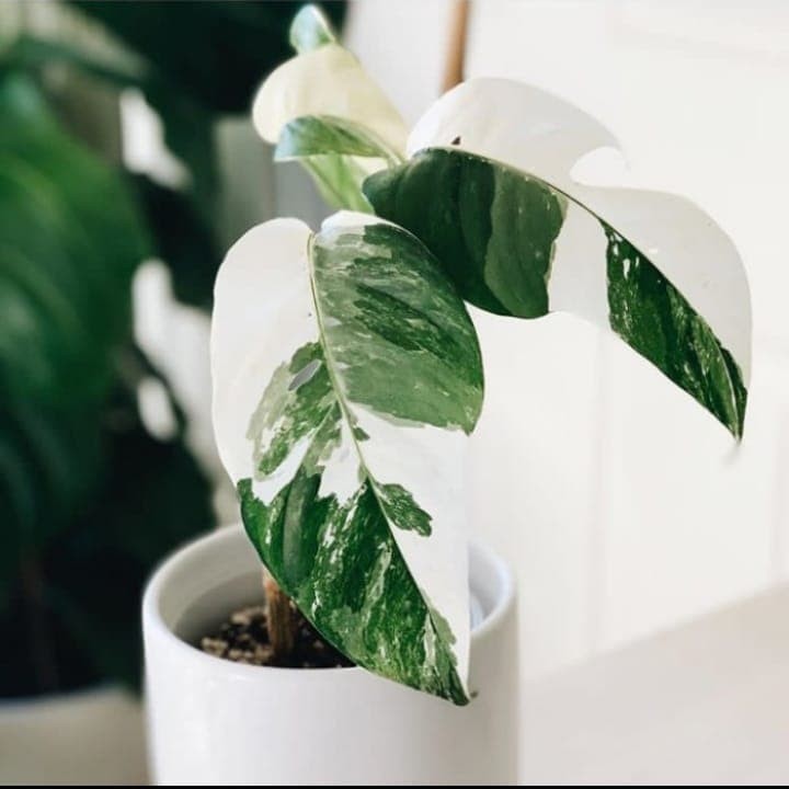 Bibit Tanaman Hias Monstera Epipremnum Variegata-Epipremnum Variegata