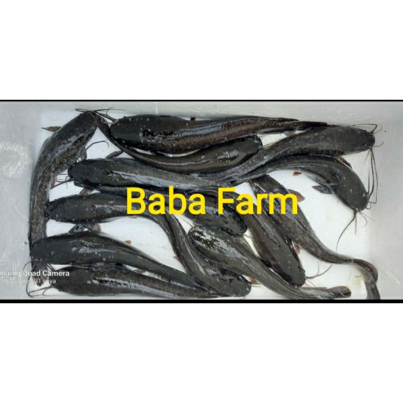 Indukan Lele Africa Siap Pijah