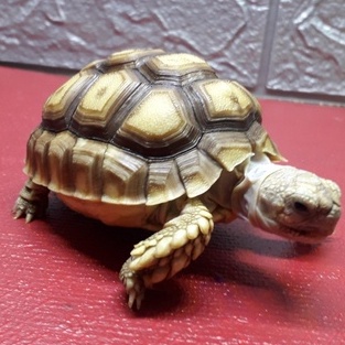 Hiasan Kura kura darat sulcata 8 cm
