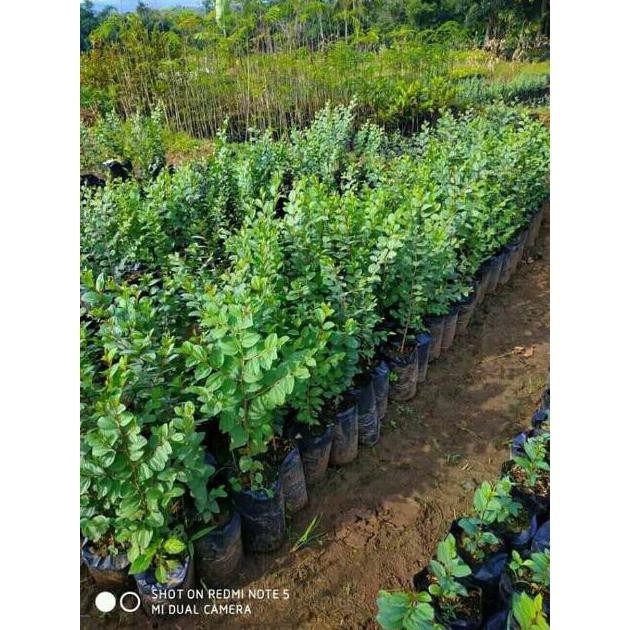 Paket 4 Pohon Bidara Arab Uk Besar / Benih Bidara / Pohon Bidara Arab / Tanaman Bidara Arab