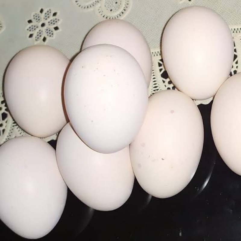 

Telur Ayam Cemani Asli