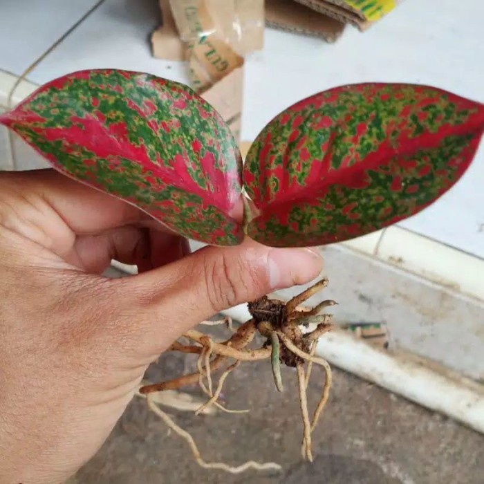 anakan aglonema red stardust