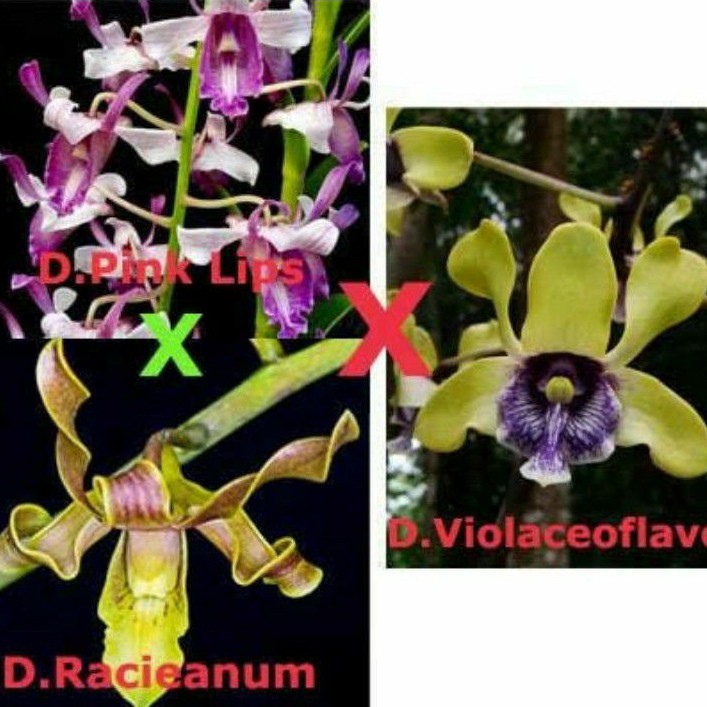 Anggrek Dendrobium dewasa racianum /pink lips x violaceoflavens