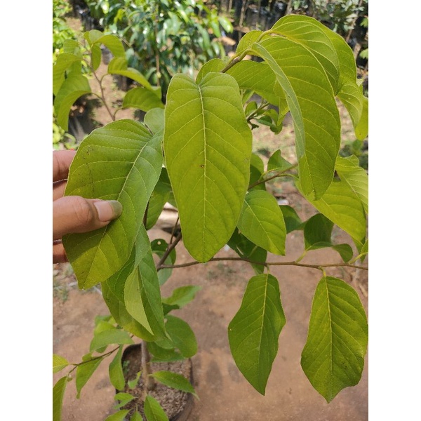 bibit Pohon buah srikaya jumbo - pohon buah srikaya jumbo