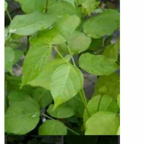 

Daun dadap serep segar 250 gr/ asli/petik sendiri