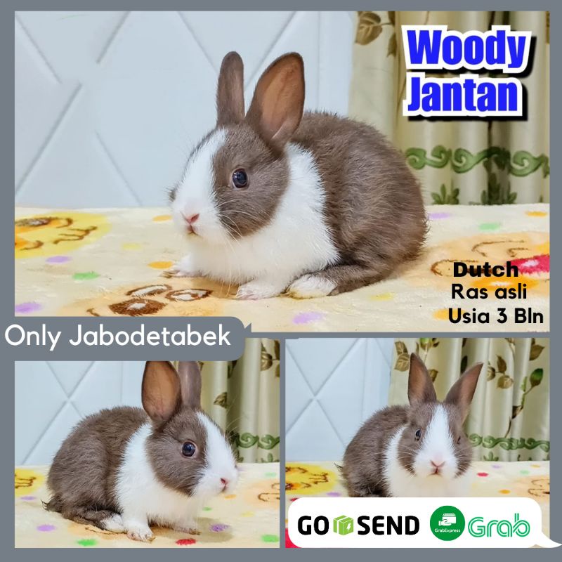 HEWAN PELIHARAAN KELINCI HIAS JINAK DUTCH BERKUALITAS SEHAT BERSIH RABBIT BUNNY