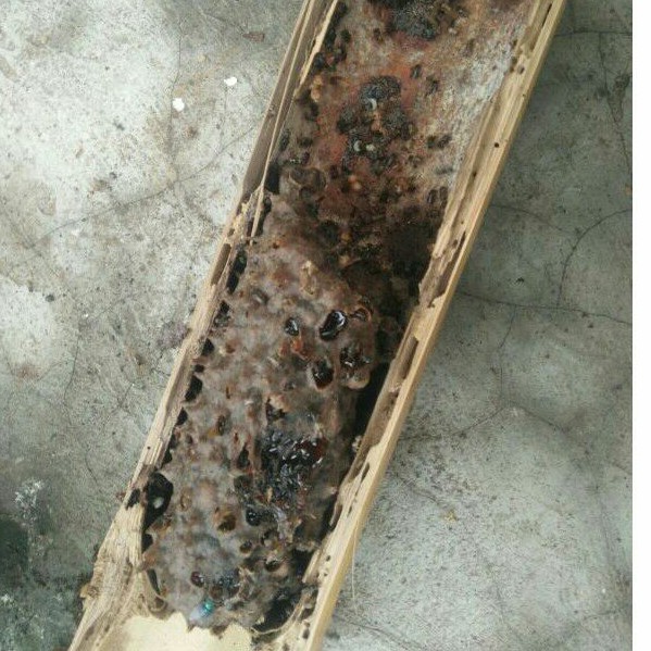 

Madu murni trigona,kelulut,klanceng,tiuwel