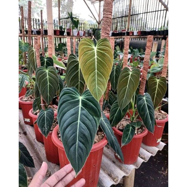 tanaman hias bonggol philoo milano