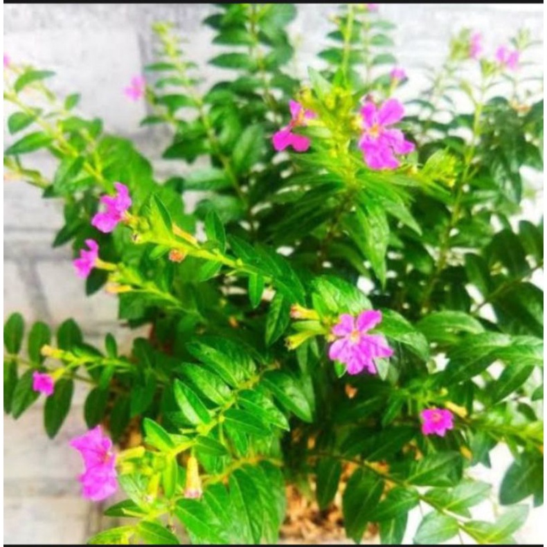 Tanaman hias Taiwan Beauty,tanaman krokot taiwan beauty