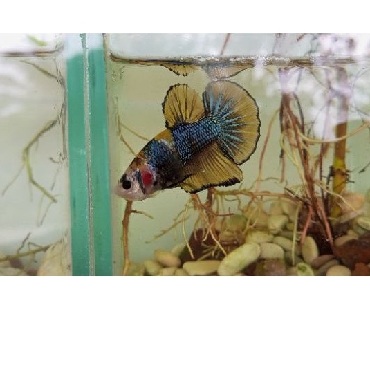 CUPANG SULTAN - GIANT BO 6 - SOLD