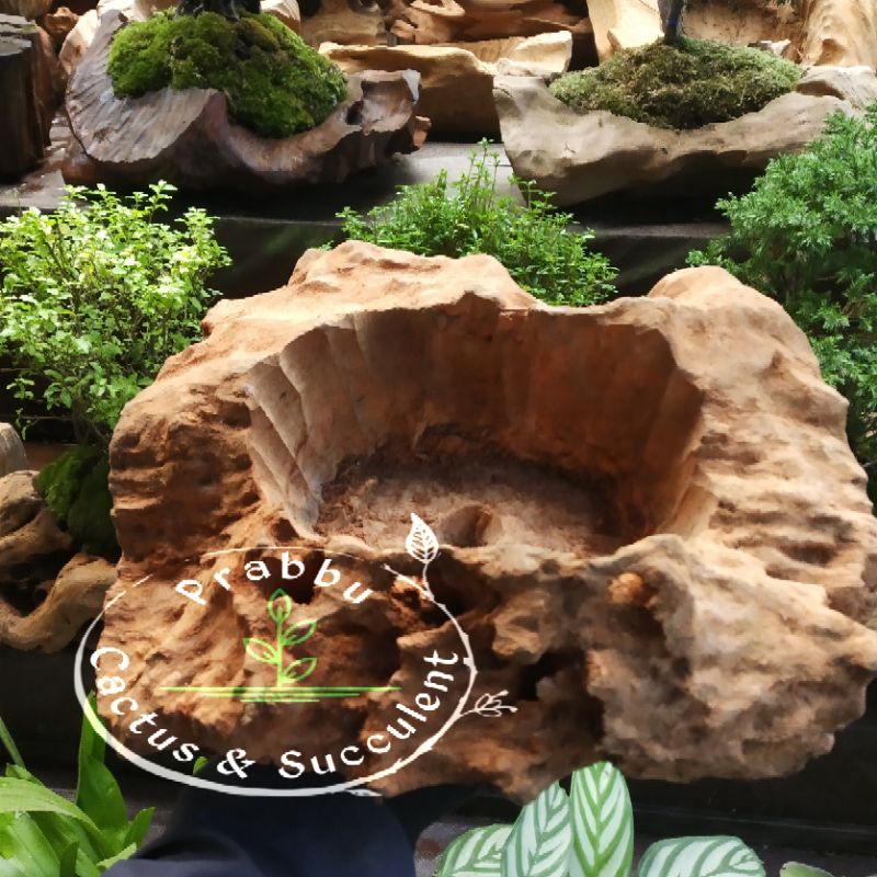 Pot Kayu Alam / pot unik