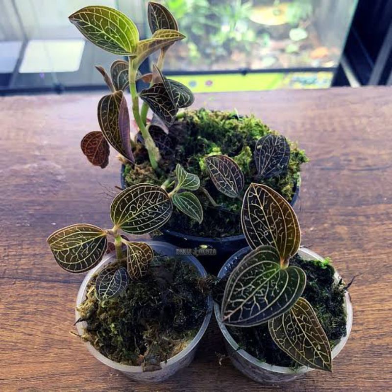 anggrek permata atau jewel