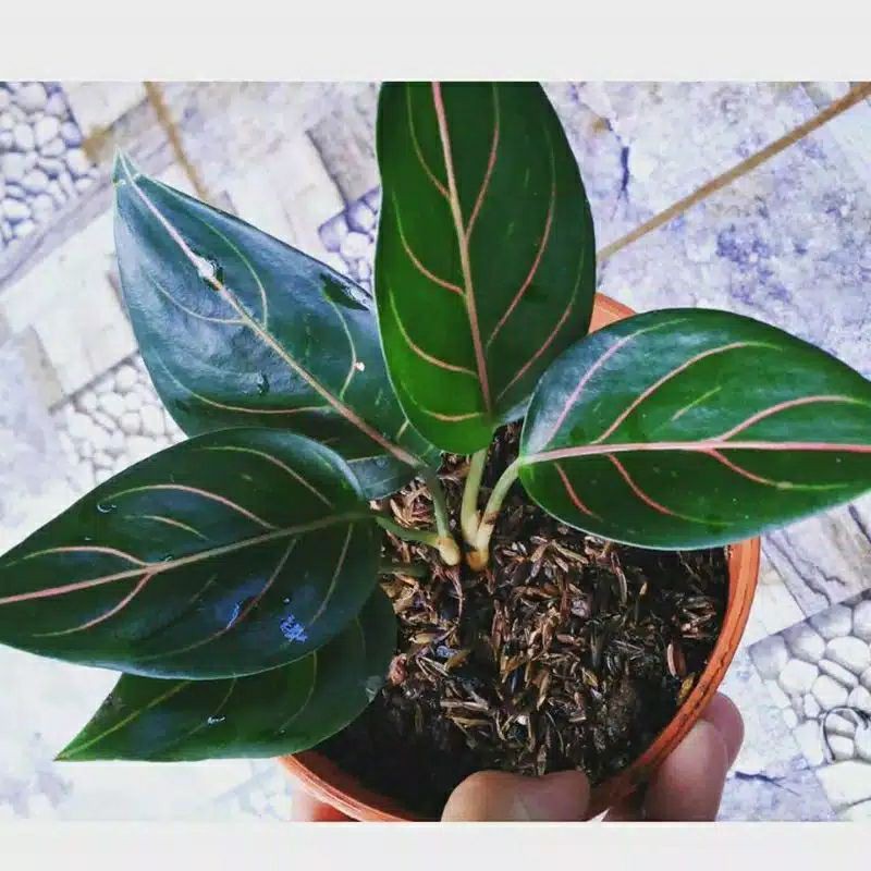 PRODUK UNGGULAN Bibit/benih aglonema Rotundum