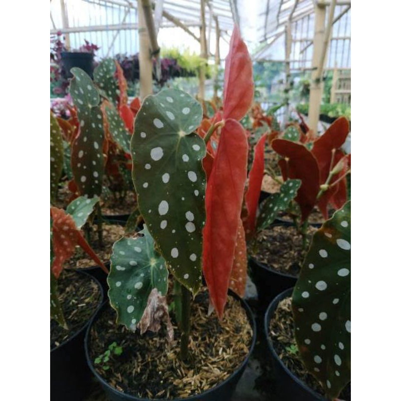 Tanaman hias begonia polkadot dewasa