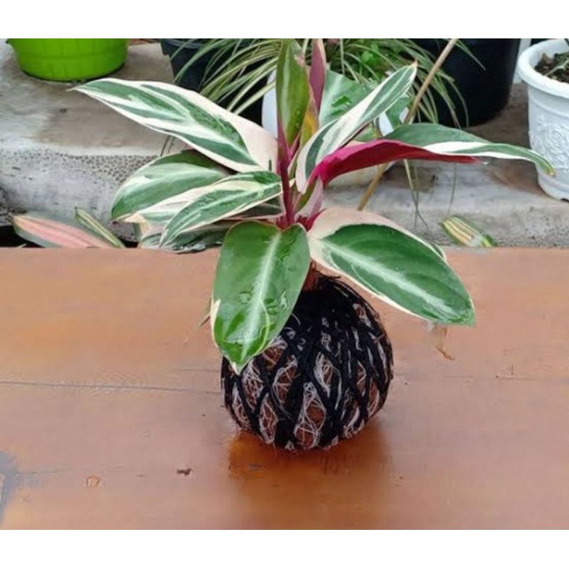Calathea meranti bali / calathea multicolor