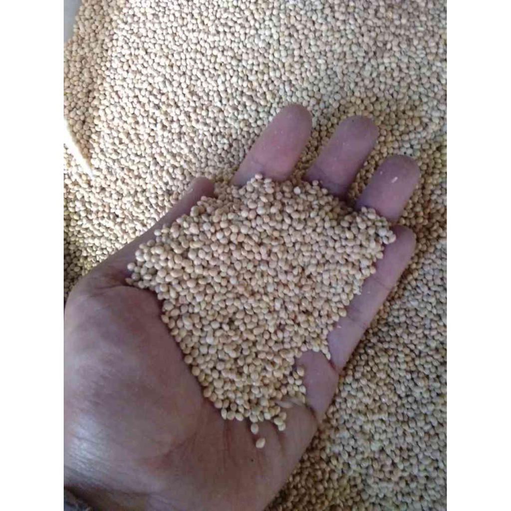 MILET PUTIH VITA MURAH 1 KG