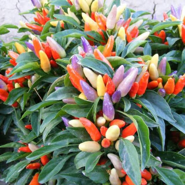

Cabe hias pelangi