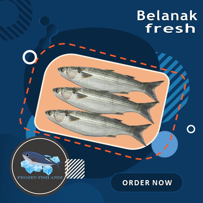 

Ikan belanak fresh isi 2-10 ekor