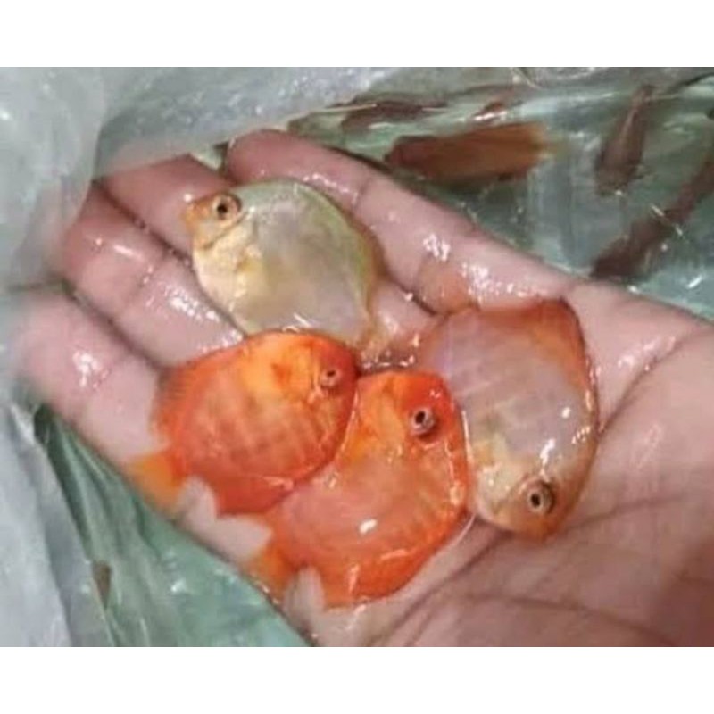 IKAN DISCUS 1INC HIASAN AQUARIUM IKAN DISCUS