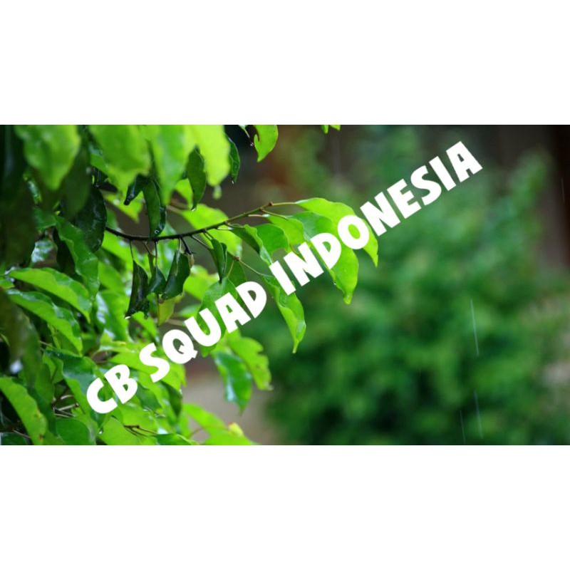 

100 gram daun tangkil segar/daun melinjo termurah
