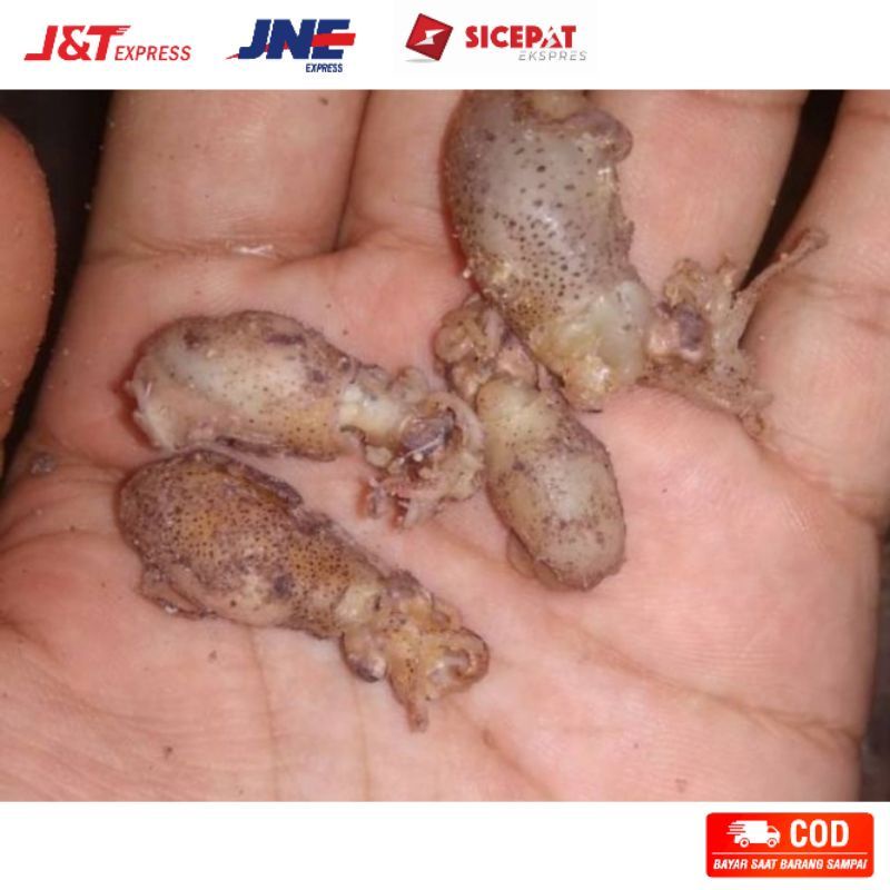 

Baby cumi telur asin baby cumi bertelur asli medan 1000 gram