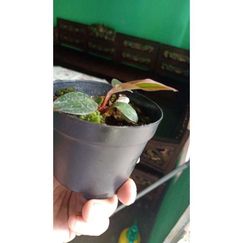 Philo Pink Princess MENOR ekonomis realpic