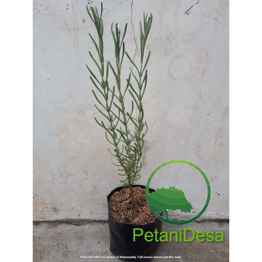 Bibit Tanaman Lavender Mexican - Lavandula stoechas - Lavender Spanish - Lavender Kupu-kupu ( Promo 