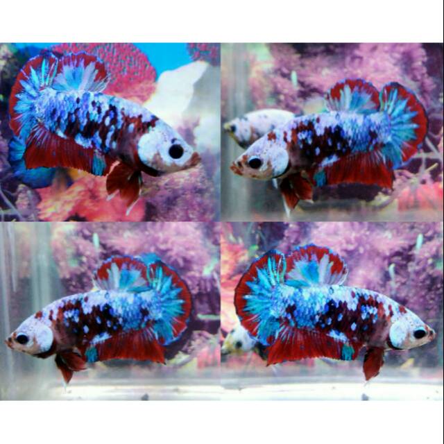 Ikan Cupang Koi Galaxy Multicolor Grade A Shopee Indonesia