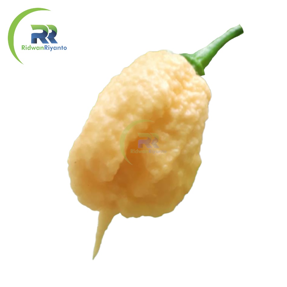 BIJI Benih Cabai CAROLINA REAPER PEACH Cabe Terpedas Nomor 1 di Dunia Versi Guinness World Record