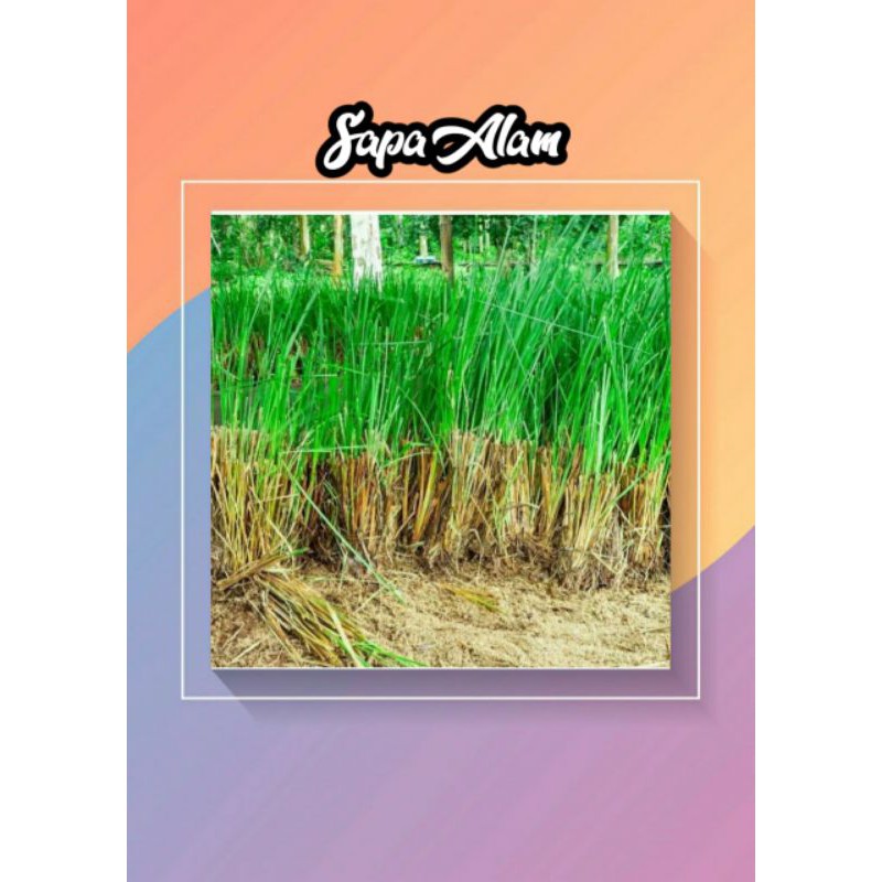 rumput vertiver - akar wangi - rumput persi persi