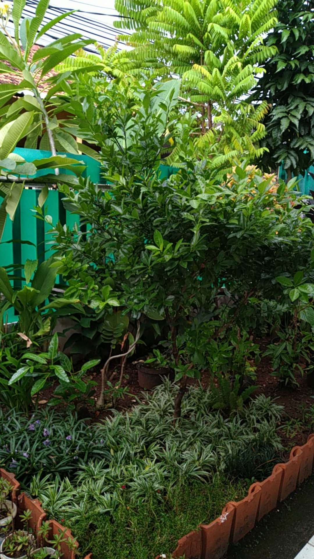 Bibit Kencur Bertunas