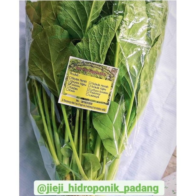 

sayur caisim hidroponik