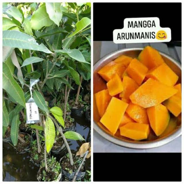 Bibit Mangga Arumanis