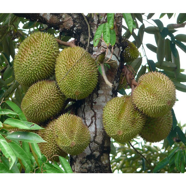 Pupuk Organik Booster Durian Pemicu Cepat Berbuah Besar dan Lebat