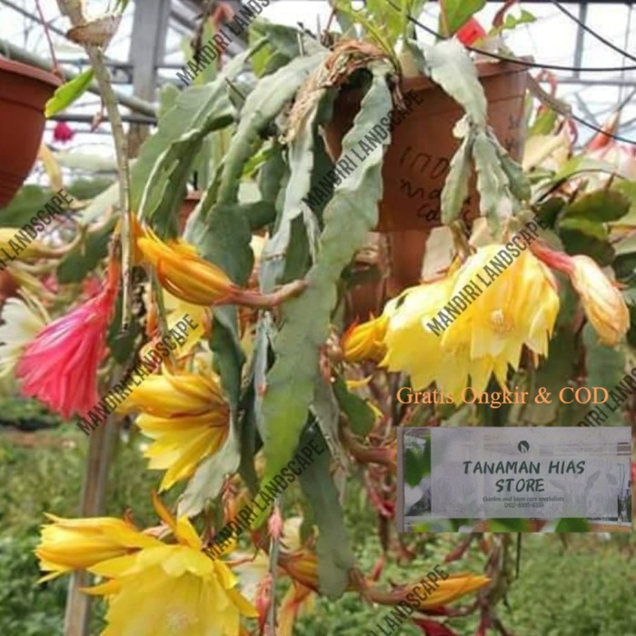 PROMO COD - Tanaman Hias Wijaya Kusuma Bunga Kuning Bunga WijayaKusuma Hidup Hiasan Rumah & Taman Mu