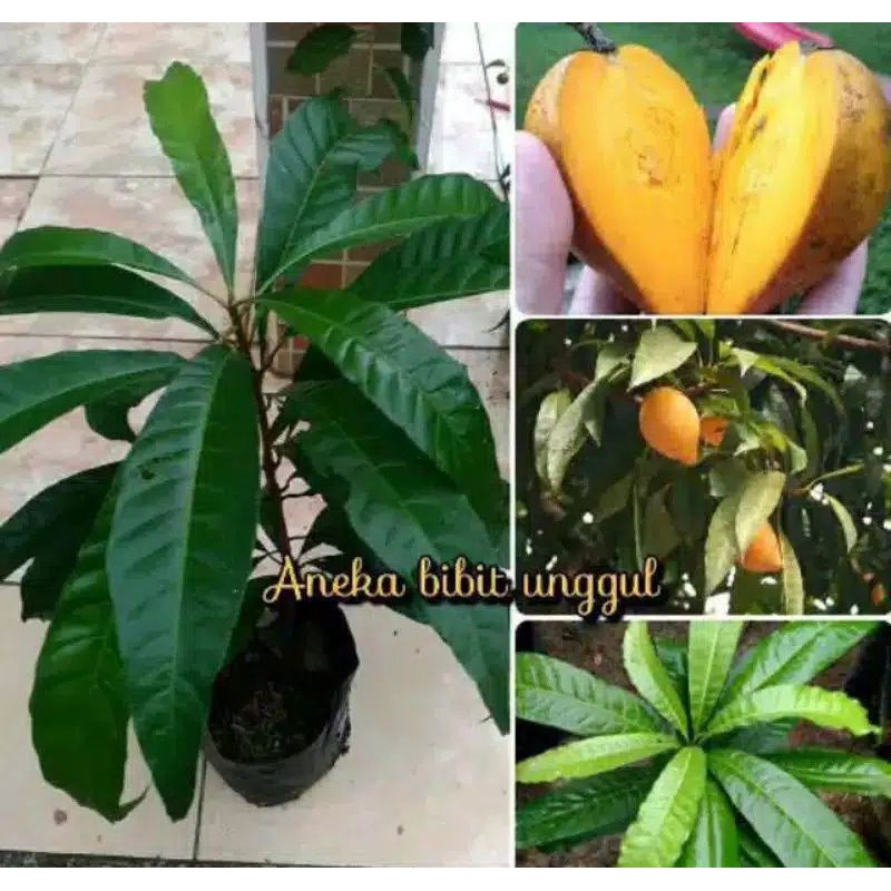 Bibit pohon buah alkesa sawo mentega/belanda