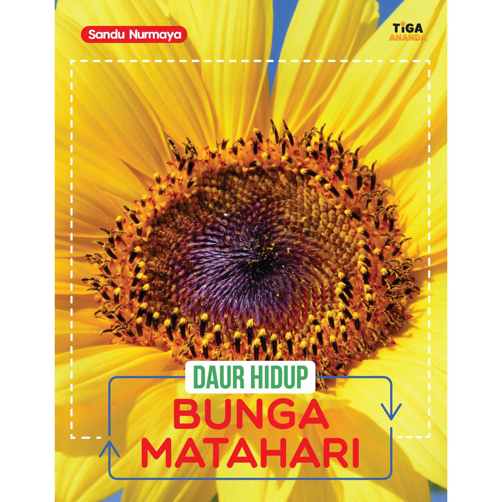 Daur Hidup: Bunga Matahari