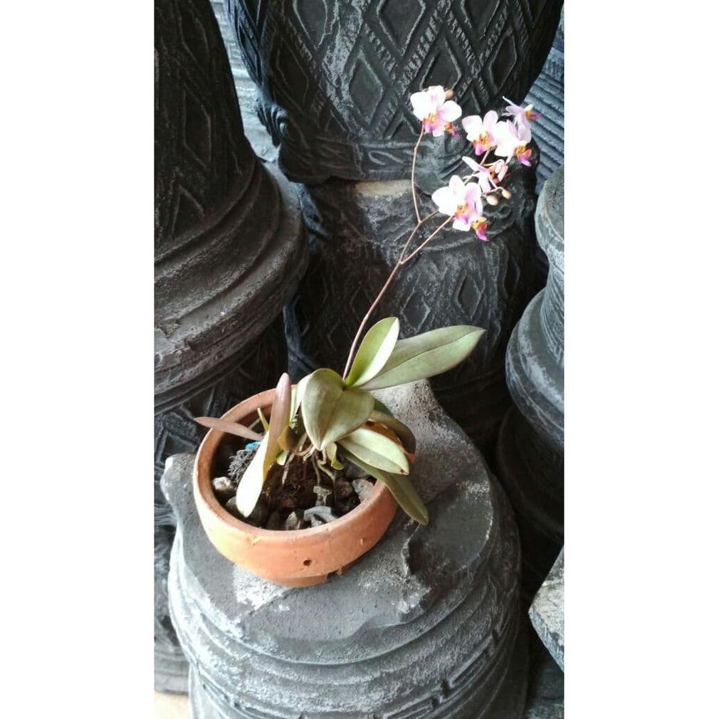 bibit bunga anggrek