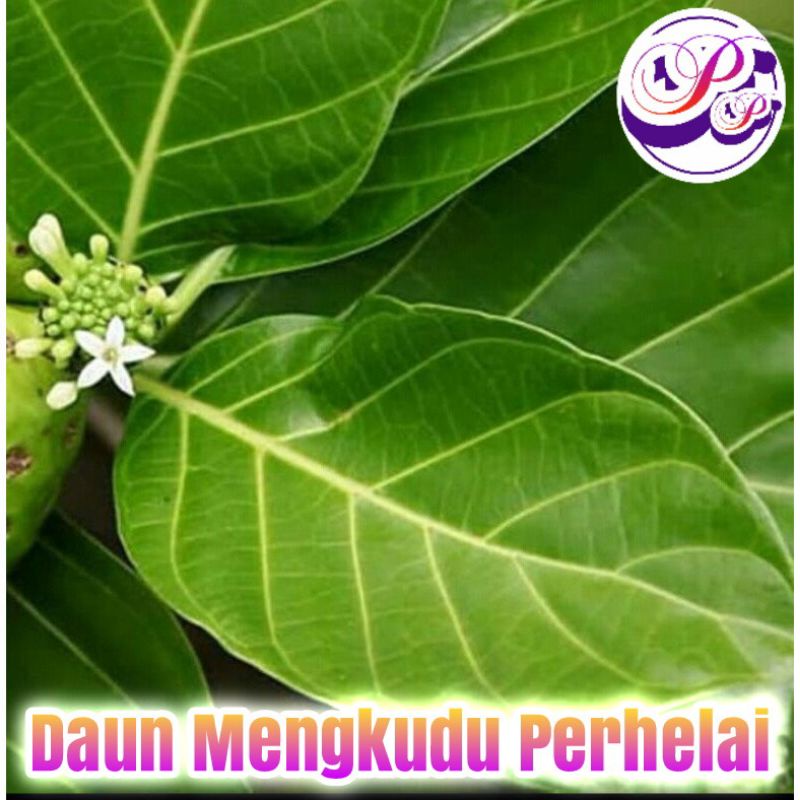 

Daun mengkudu muda/ Daun pace Perhelai