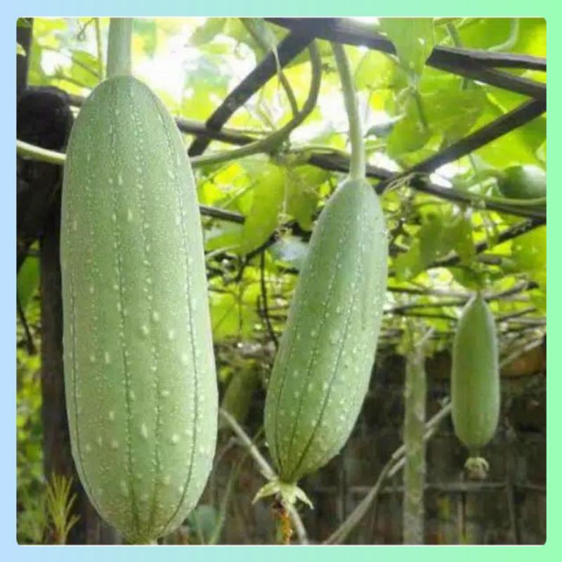 Benih BLUSTRU / LUFFA / LOOFAH / BISTRU