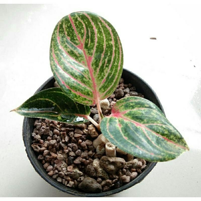 aglonema bibit anakan romatic love RL