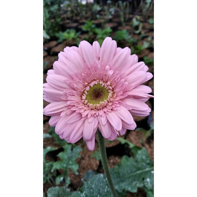 

gerbera pink hibrida