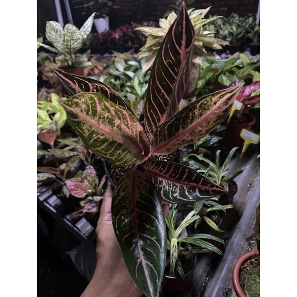 Aglonema red Sumatra size remaja