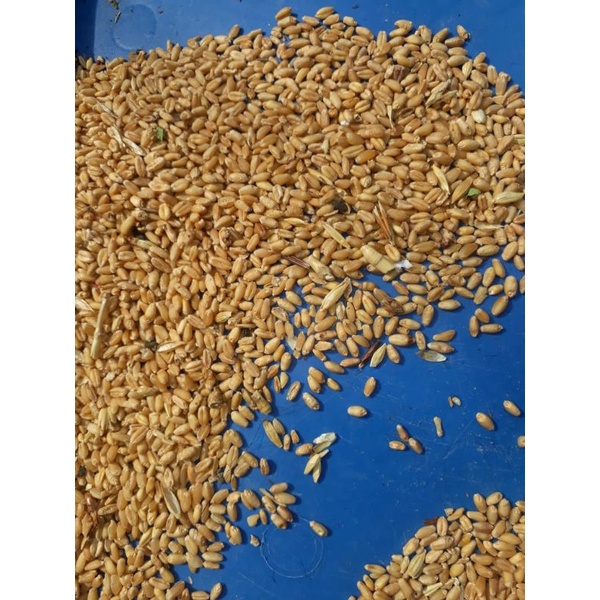 

biji gandum wheatgrass