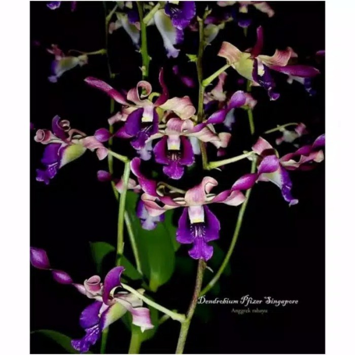 Seedling Anggrek Dendrobium Pfizer Singapore