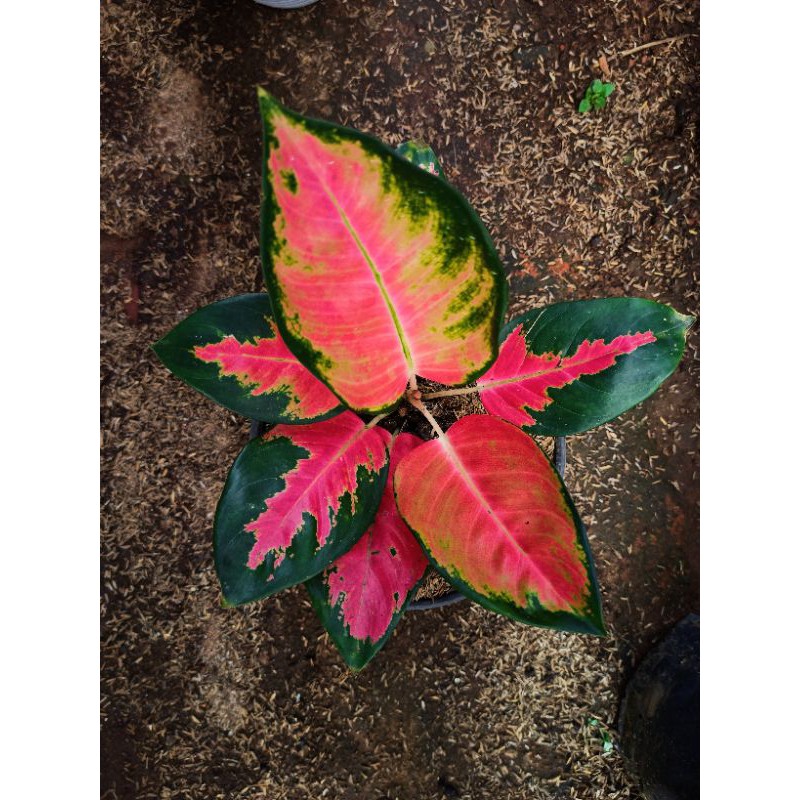 Aglonema Kochin Hibrid Merah