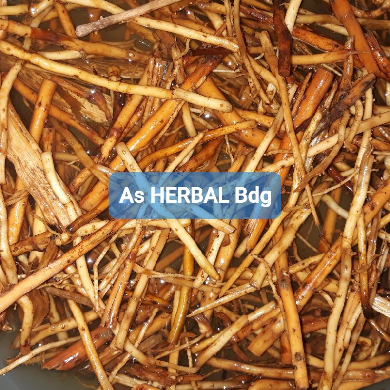 

Akar Pinang Segar 500 gram alami fresh-az