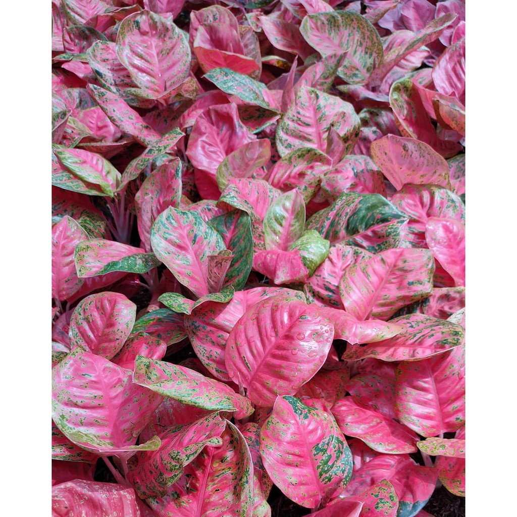 Bonggolan Aglonema Wulandari Mutasi Culture Super Spesial