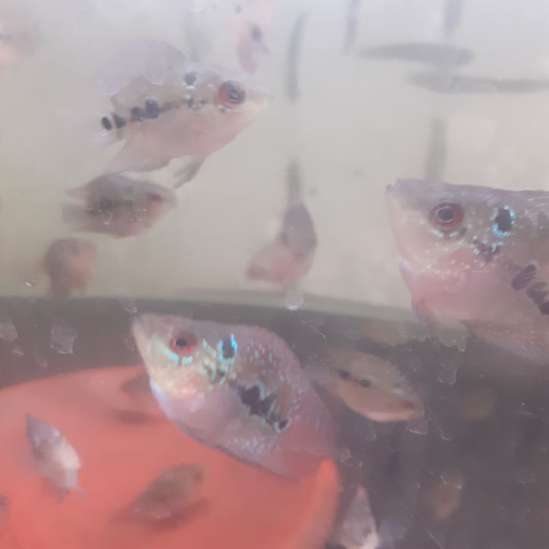 Ikan Louhan Lohan Bonsai SRD RANDOM gen Thailand