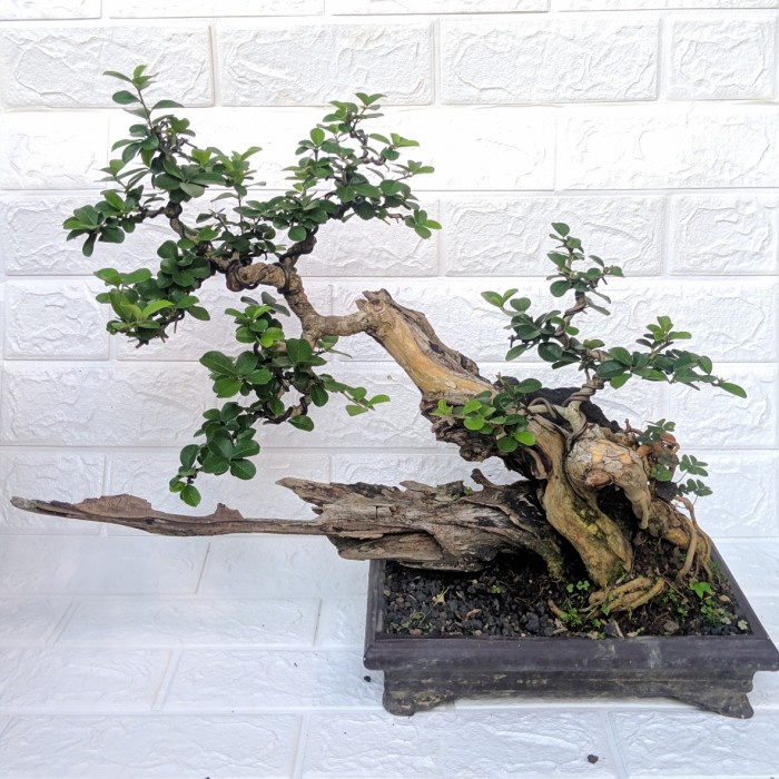 bonsai sisir kaliage